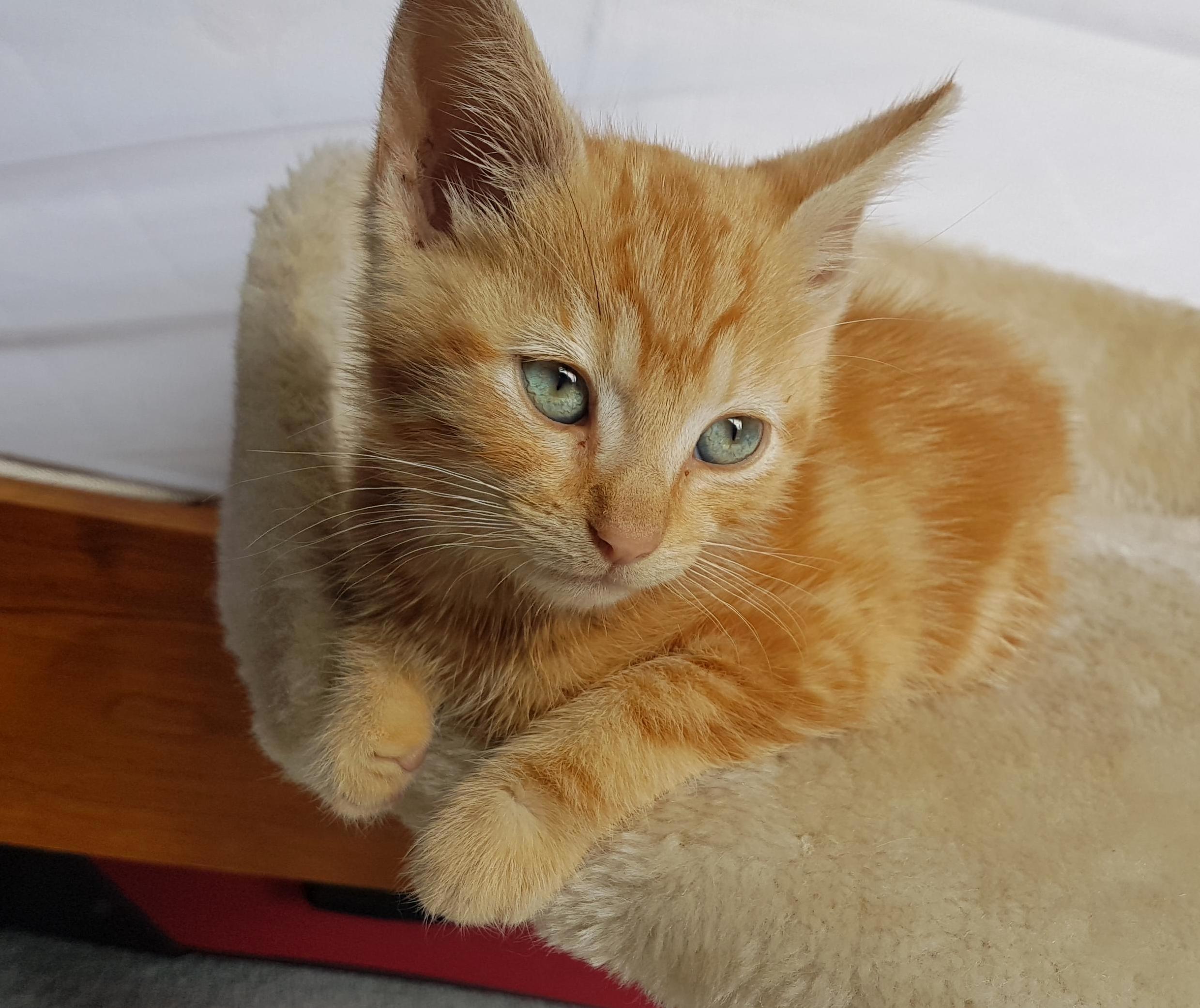 The Kitten We Rescued Pt 2