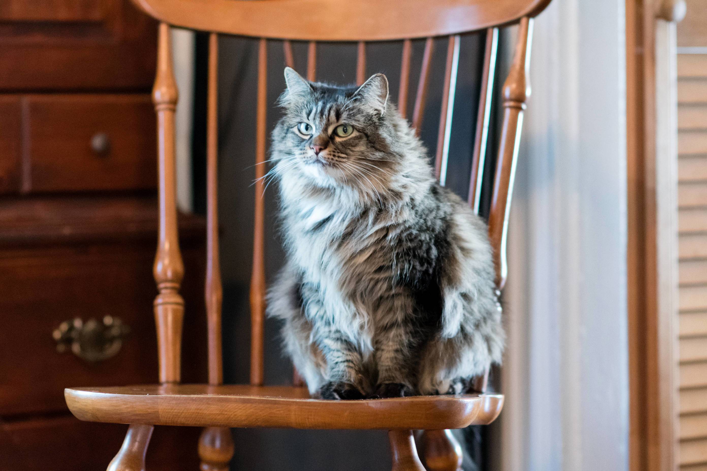 The Majestic Scraps Lord of the Dining Room Heir to the Recycling Bin