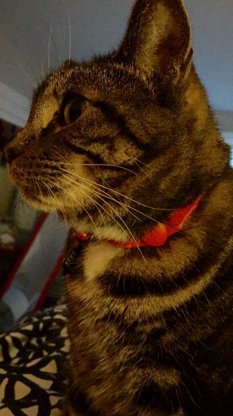 The Most Adorable Profile