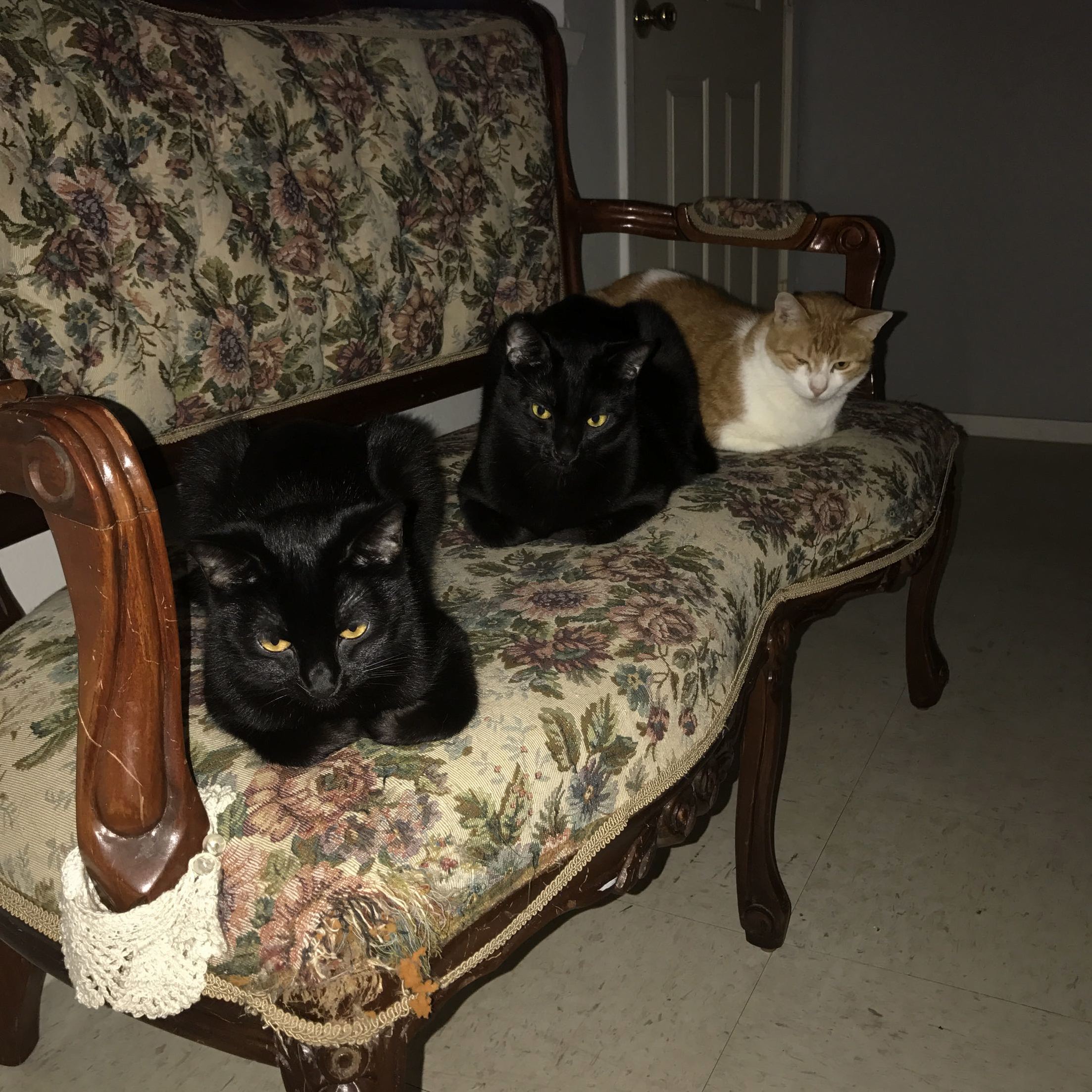 The Three Muscateers