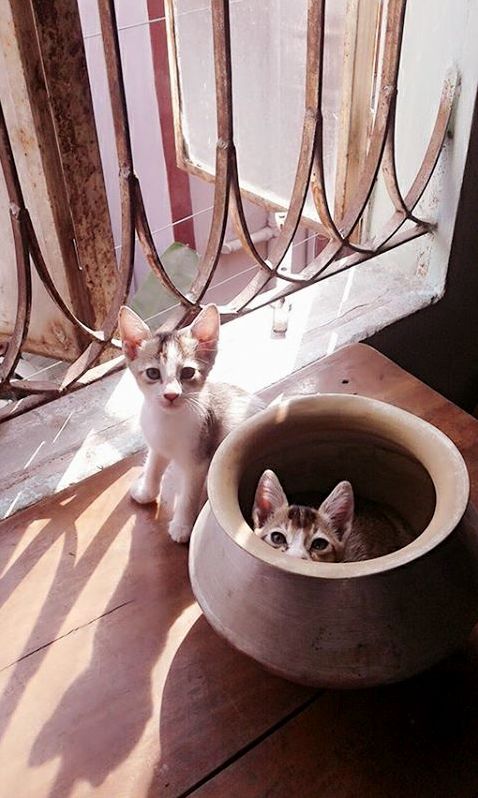 They Are Ready to Catch the Goast