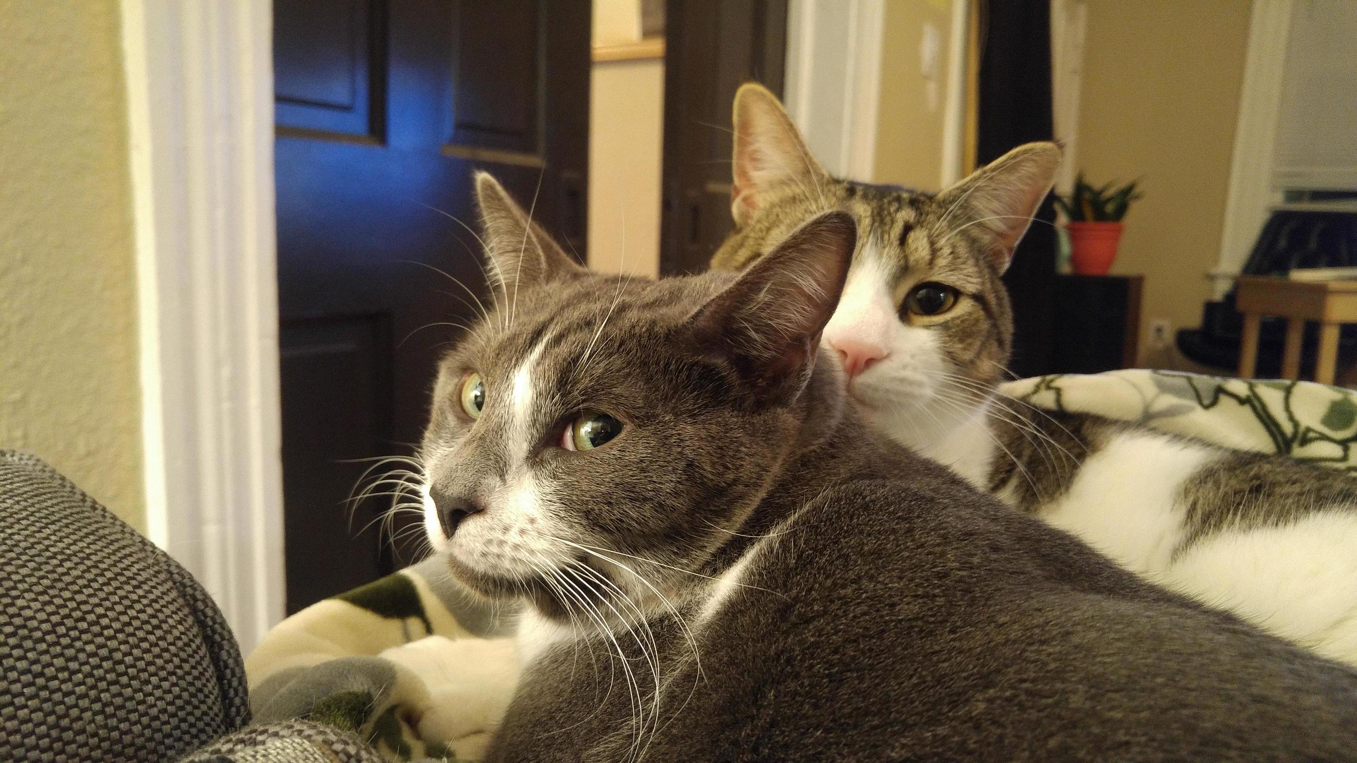 They Look Sweet but Ruby and Waxman Are Bad Kitties.