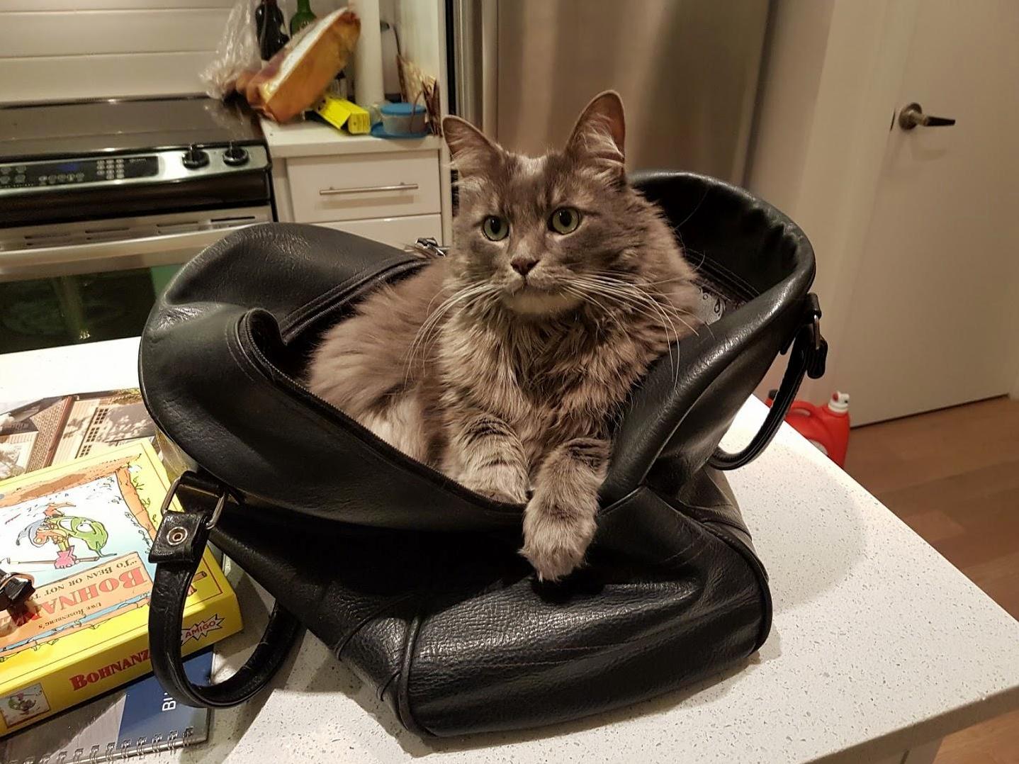 This Bag Is His Favourite Place on Earth