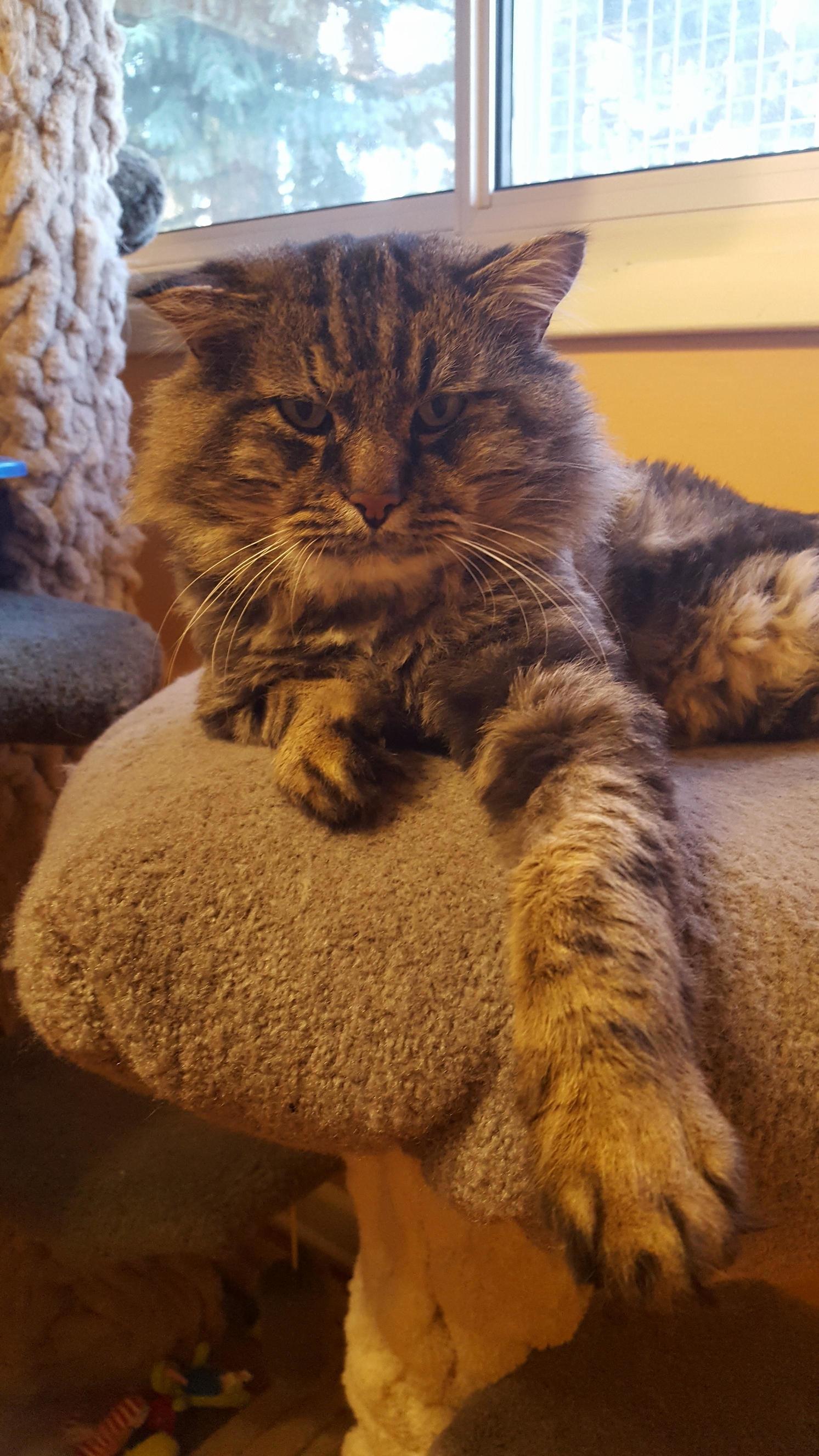 This Big Handsome Man Is Looking for His Furr-ever Home