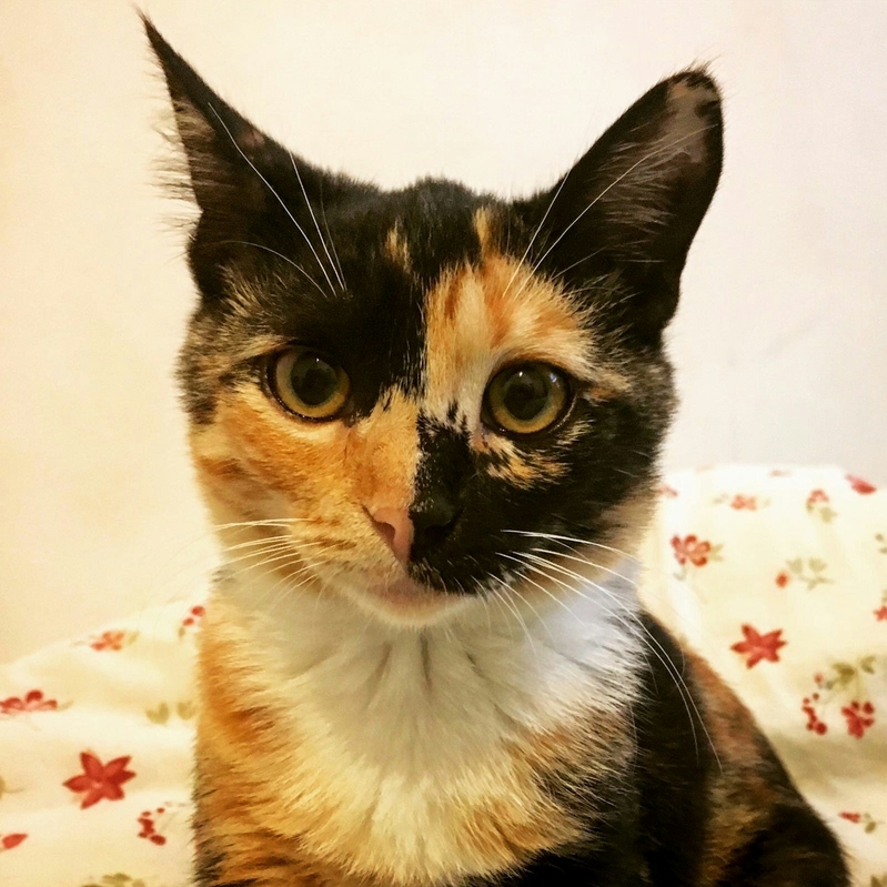 This Cat Has a Chessboard Face