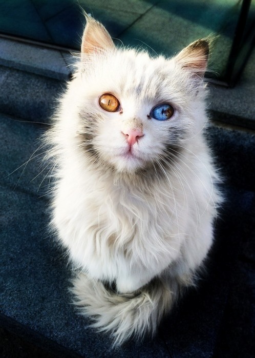 This Cat Sees in 3d.