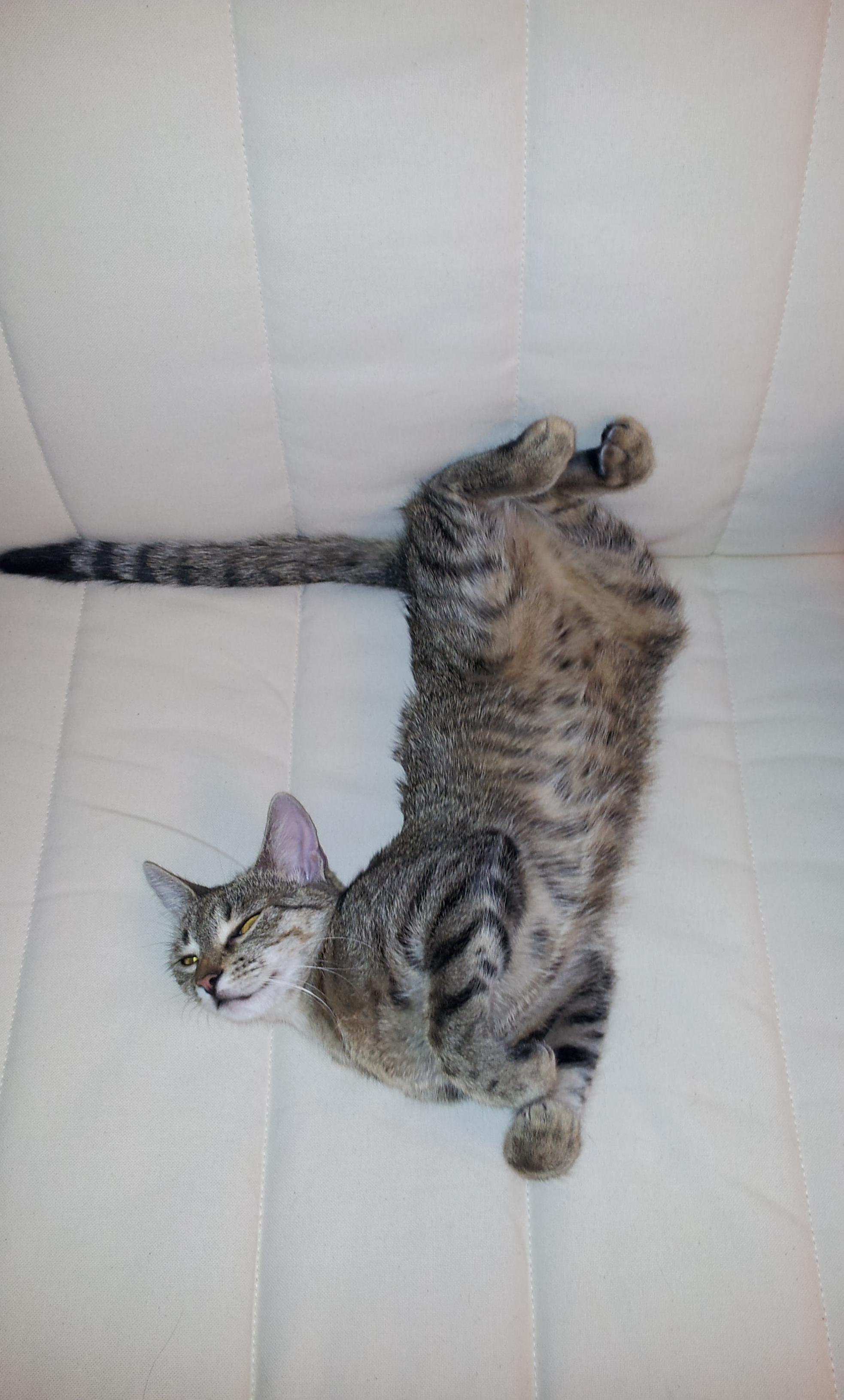 This Is How My Cat Regularly Sleeps.