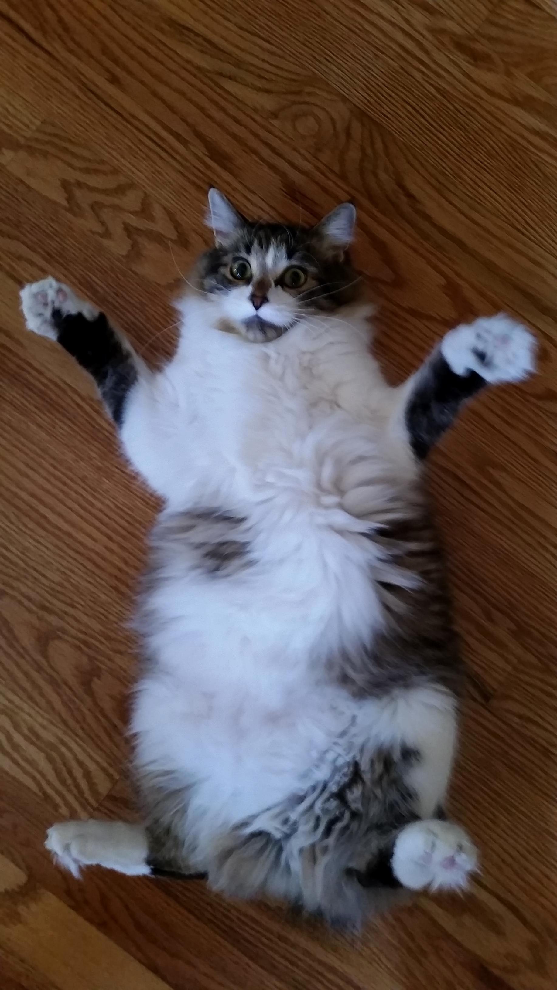 This Is How Our Manx Cat Melvin Lays Around the House All Day