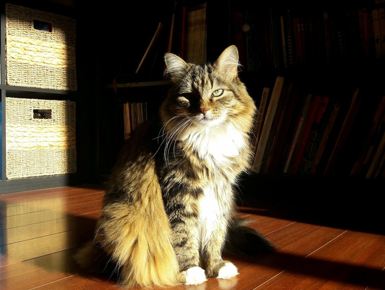 This Is Maya Catching the Sunlight in Winter