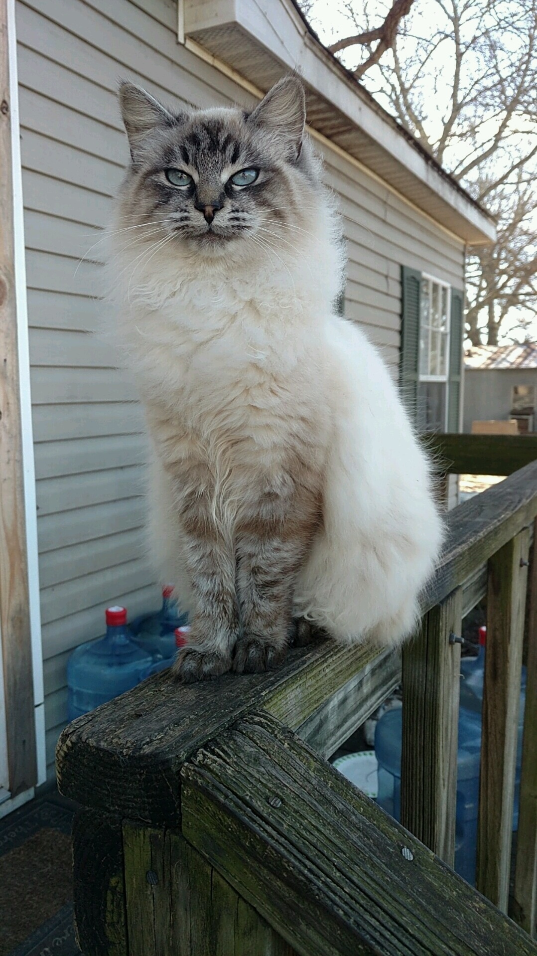 This Is My Cat Chester. He Likes Puppies and Mozzarella Cheese