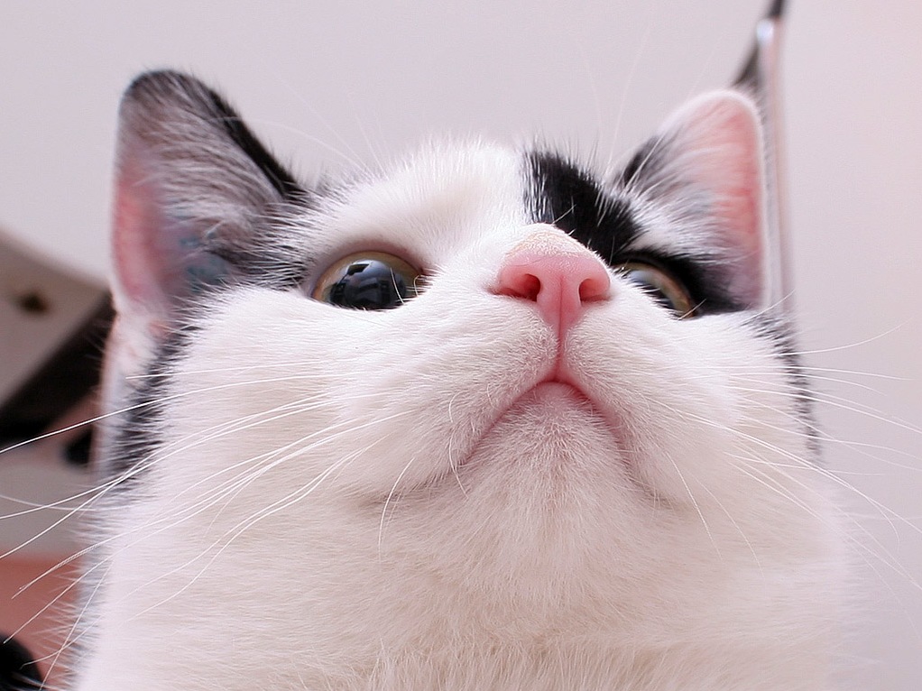 This Little Bastard Likes to Snuggle with His Face As Close As Possible to Your Face