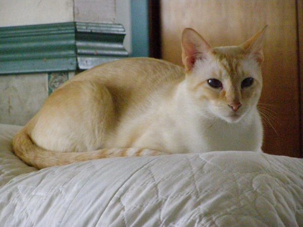 This Was My Cat Comet He Recently Died to Complications with Diabetes. Hed Spend All Day Trying to Figure Out How to Open Boxes So the Other Cats Could Get Treats