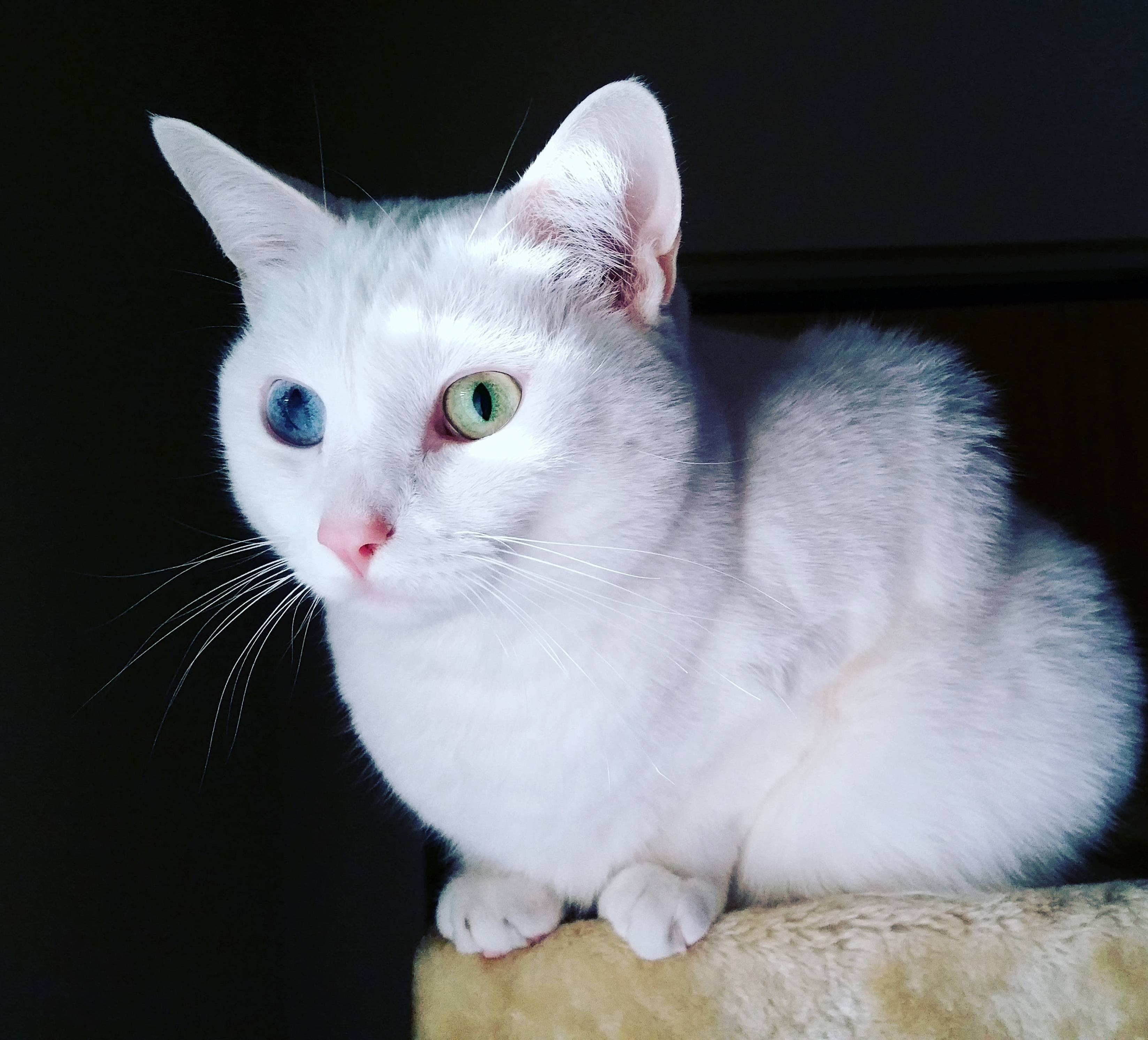 Those Eyes