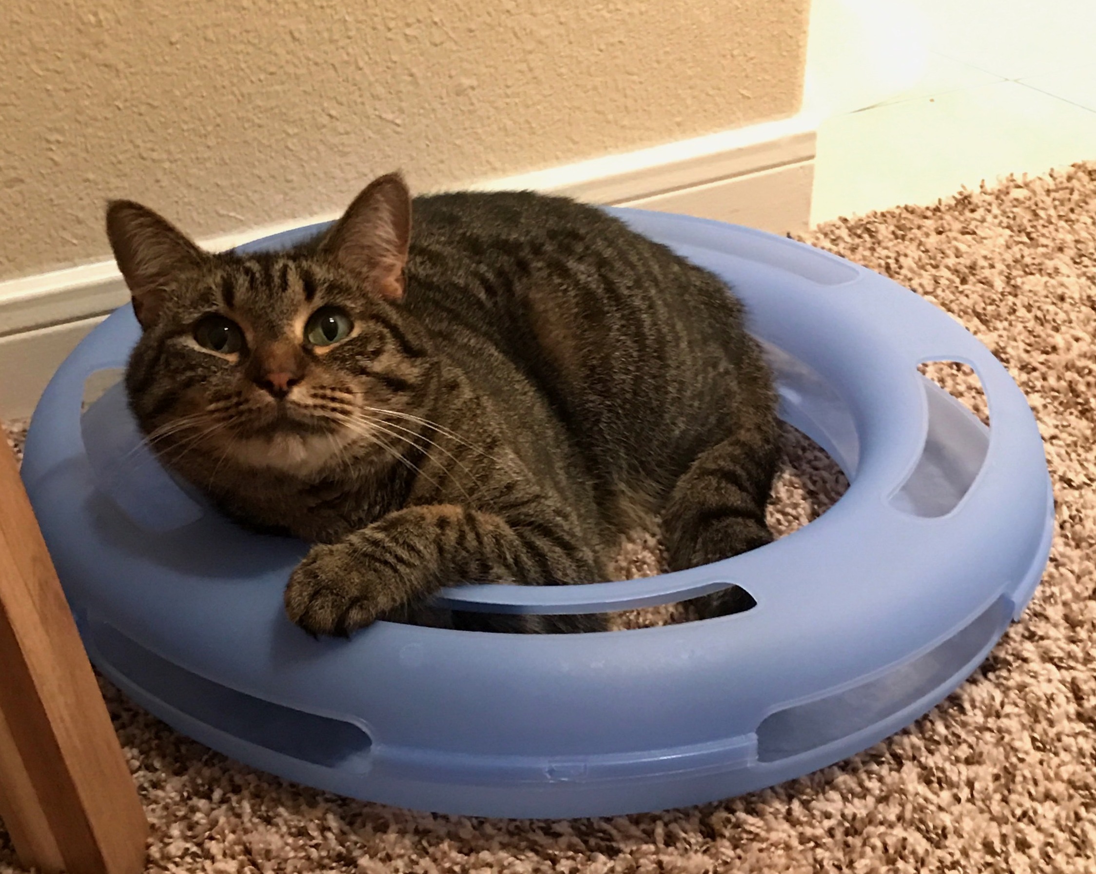 Thought I Got Her a New Toy. in Reality I Got Her a New Bed.