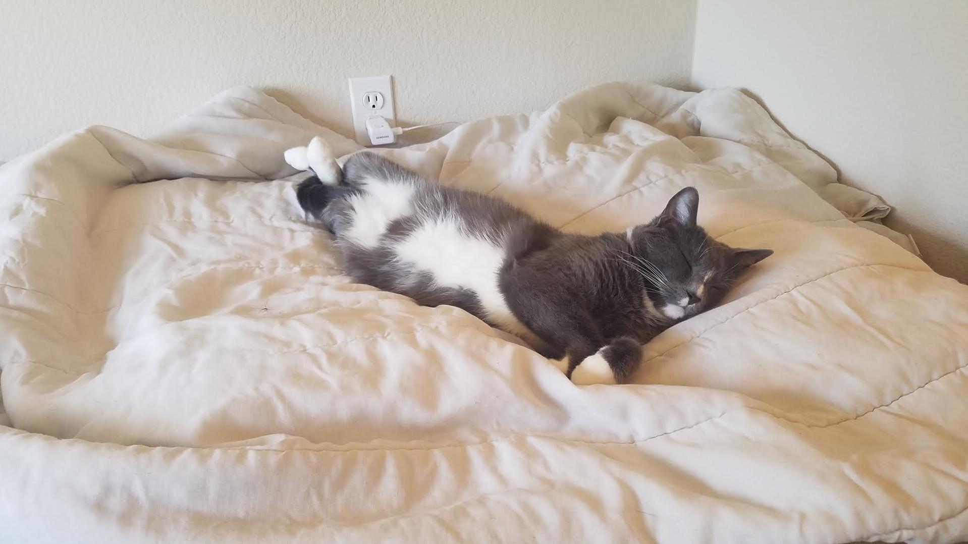 To Construct the Perfect Cat Bed Place Two Pillows Parallel to Each Other and Drape a Comforter Over Top