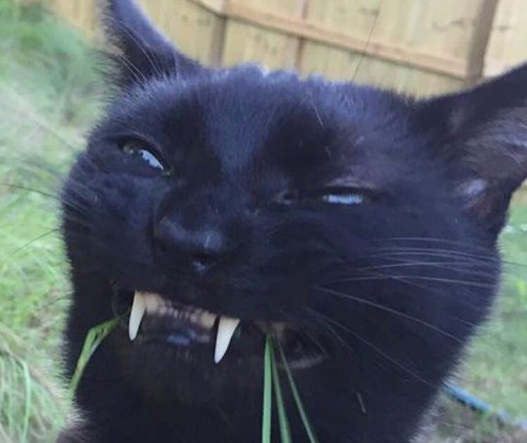 Trying to Be Polite When the Food Tastes Horrible.