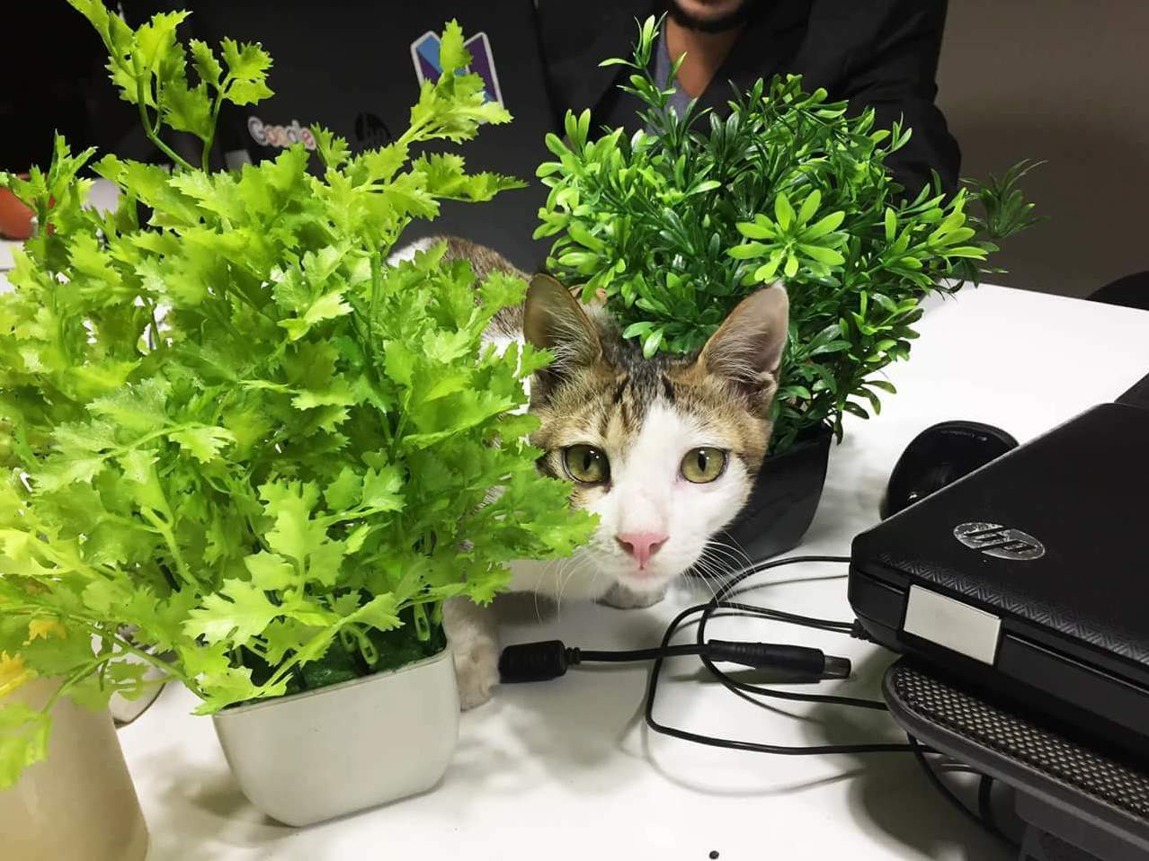 Trying to Hide