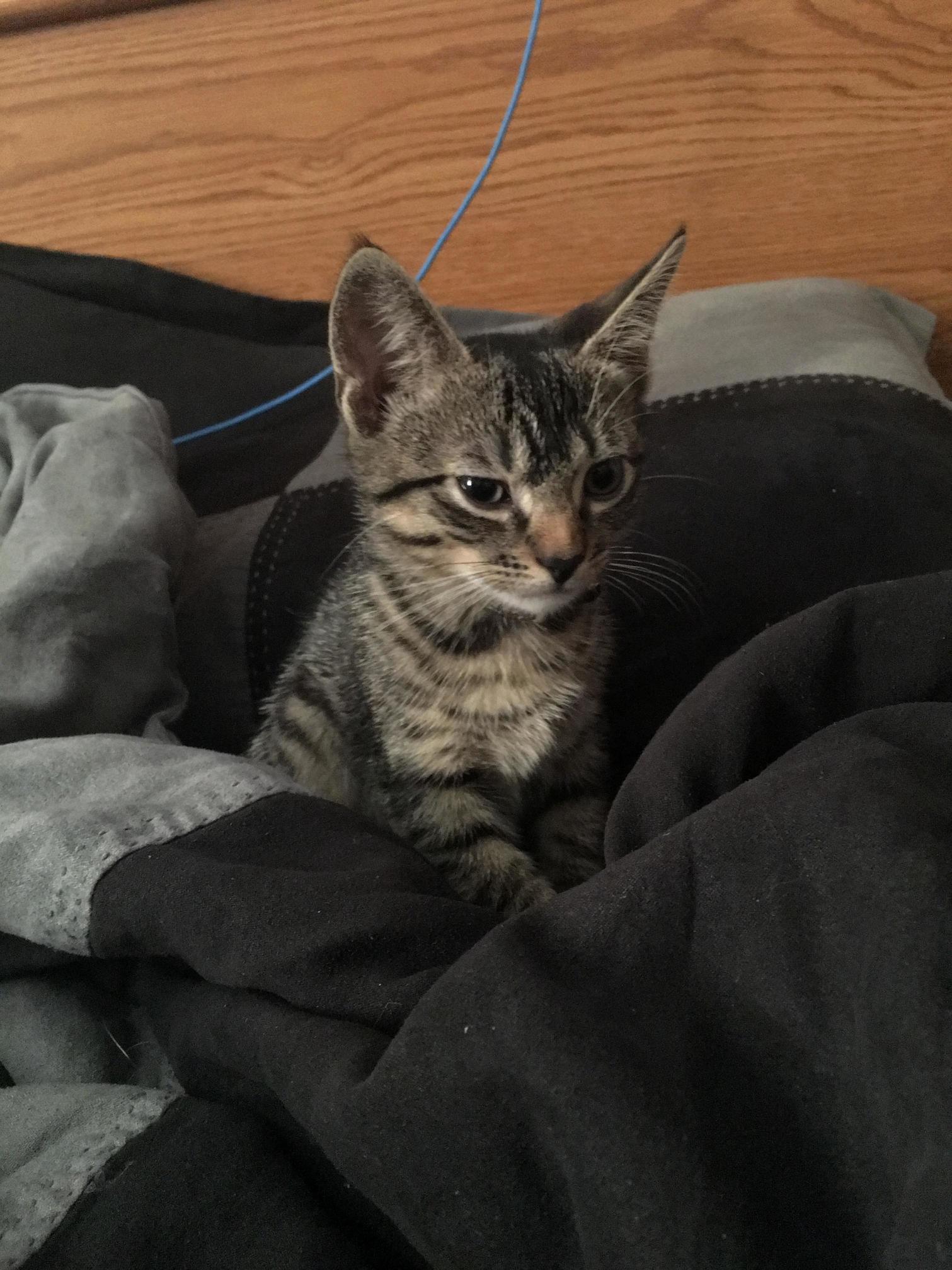 Why Have You Awaken Me Human