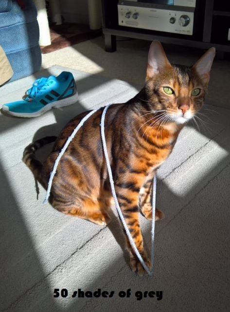 50 Shades of Cat