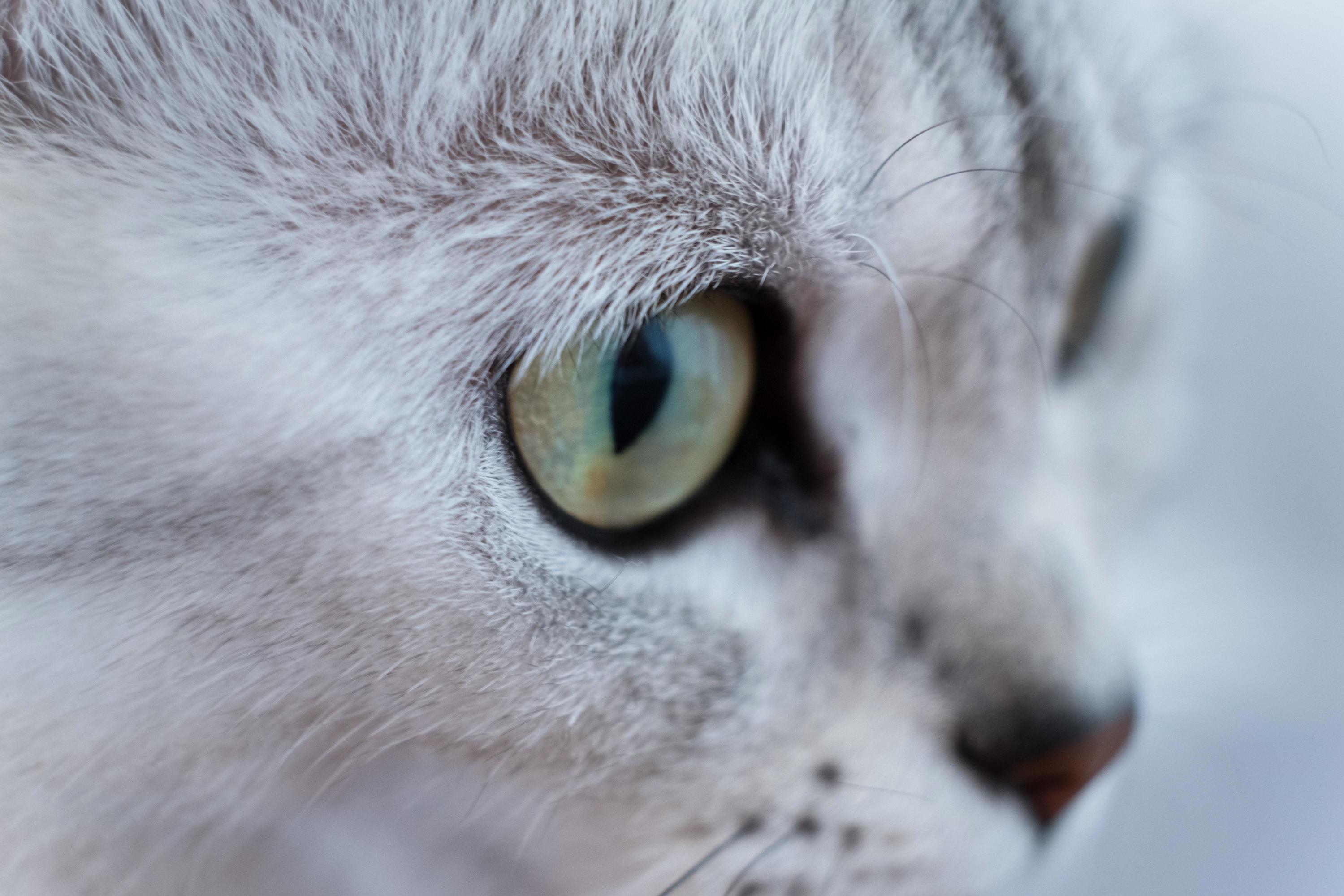 A Closeup of My Cat Stalking Its Prey a Toy Mouse and Looking Majestic.