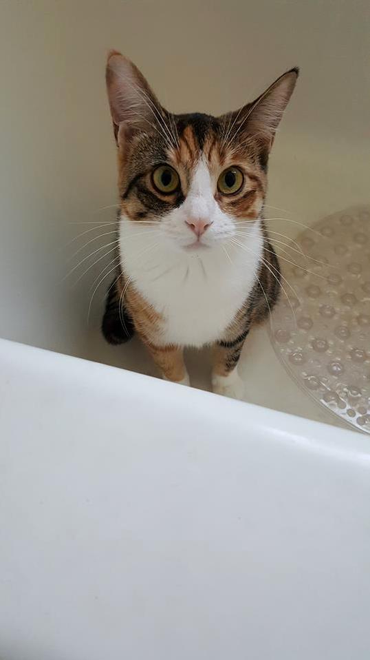 A Little Over a Year Ago I Adopted This Little Girl. One of My Better Decisions for Sure.