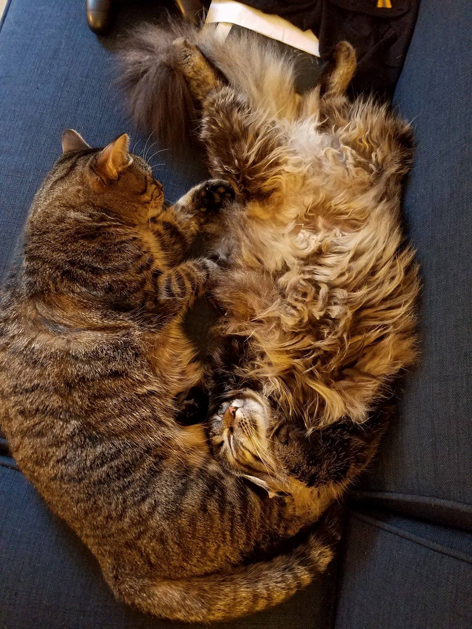A Rare Moment of My Fur Babies Being Sweet and Restful and Not Chasing Each Other Causing Mayhem to the Apartment