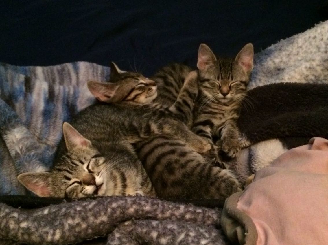 A Thermonuclear Catpile