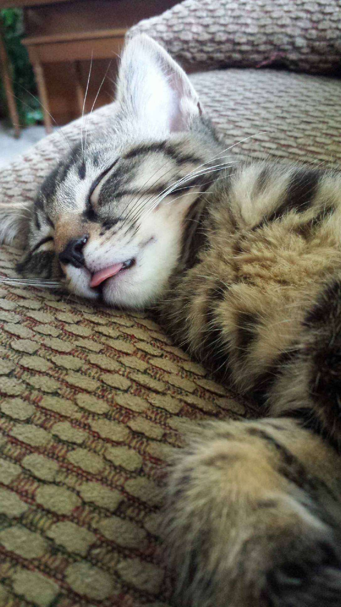 After a Long Day of Chasing His Laser...