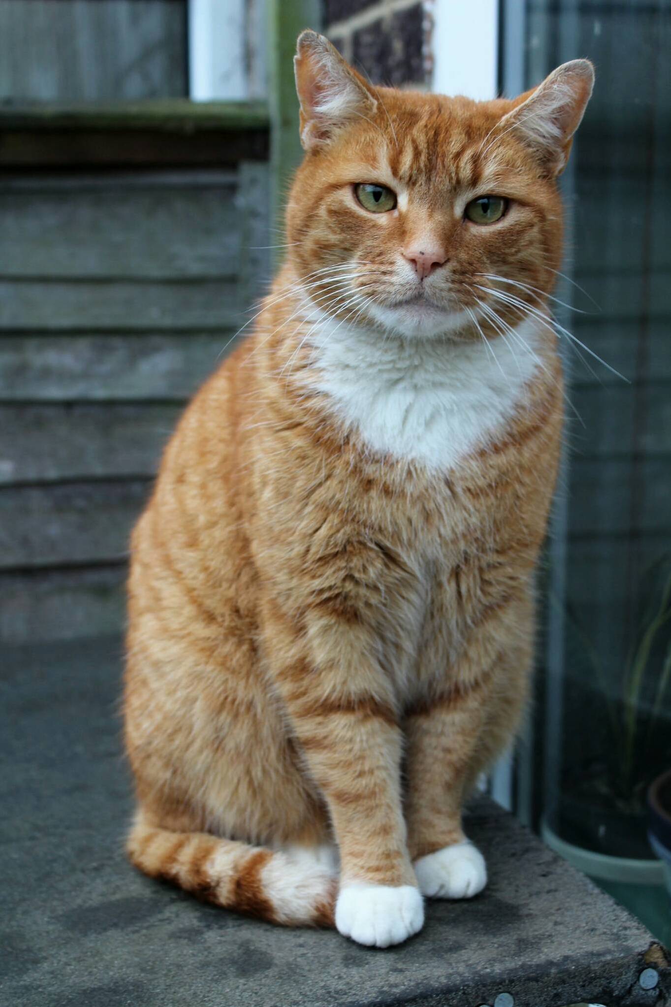 Alfie Posing for a Portrait