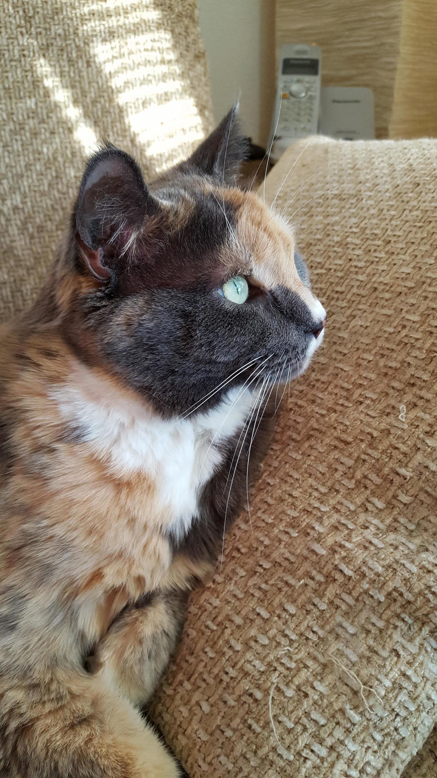 Alice Is Such a Beauty