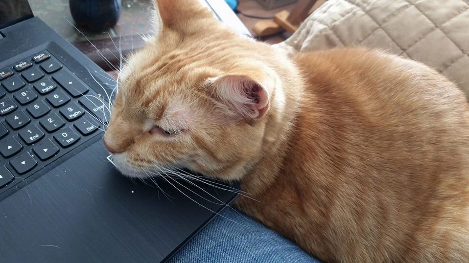 Apollo Helping Me Work This Morning