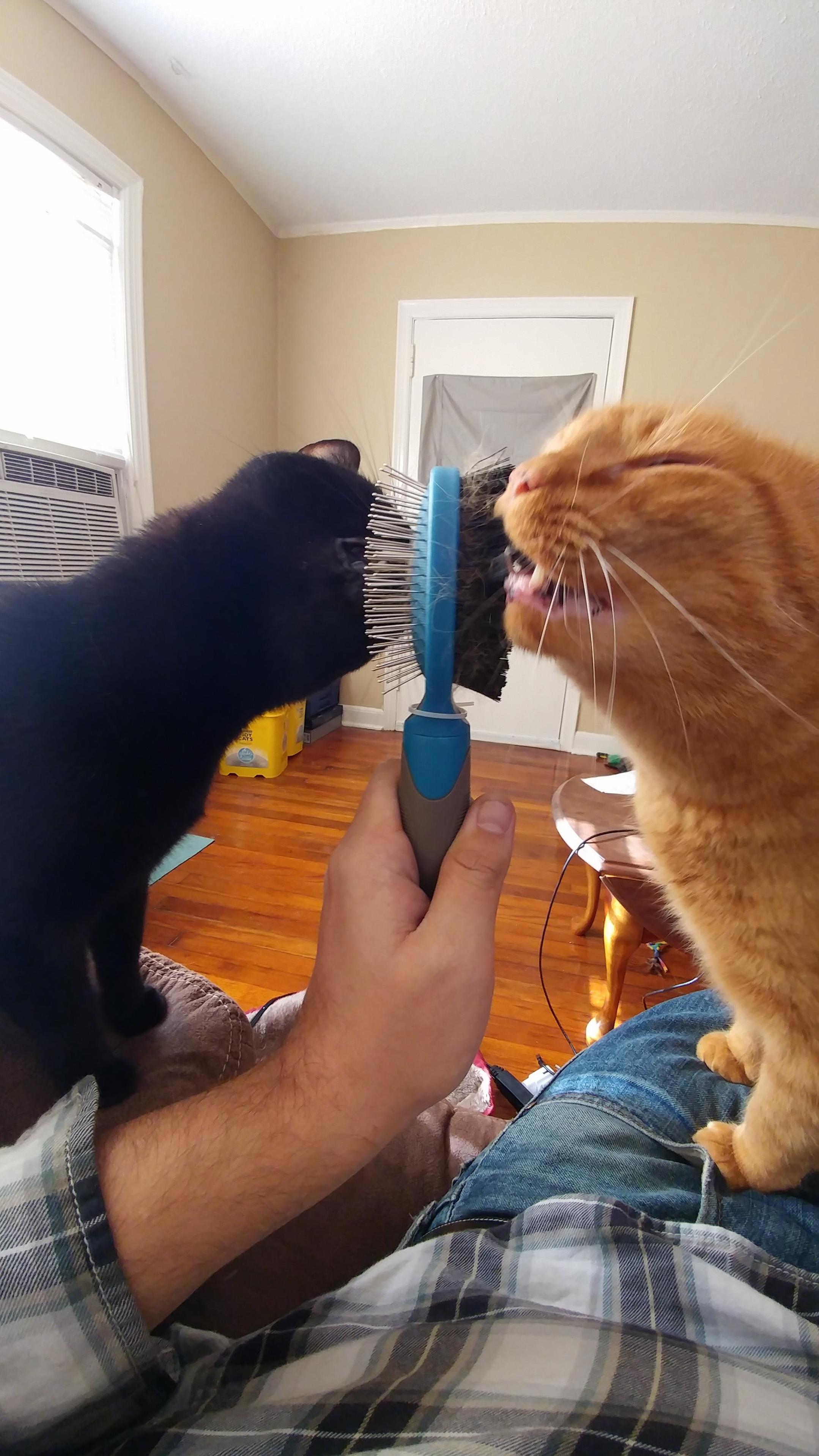 Apparently This Is the Correct Way to Use a Brush