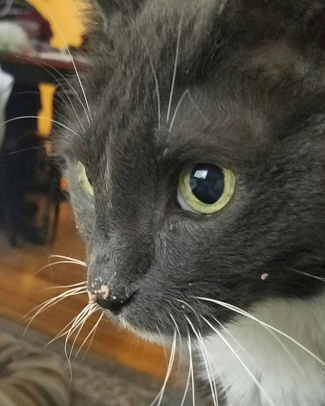 Approaching 15 Years Old and Still Shoving His Face in His Bowl of Food