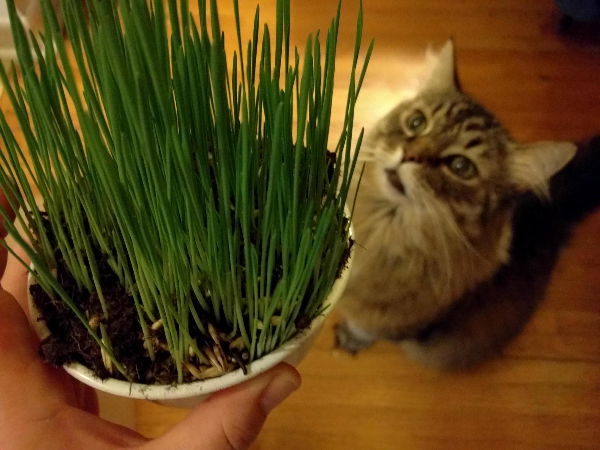 At 16 Years Old Monty Is Still Obsessed with Cat Grass.