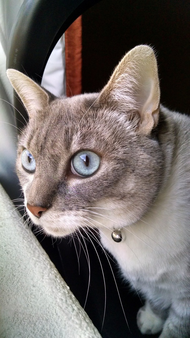 Beasty Watching the Birdies