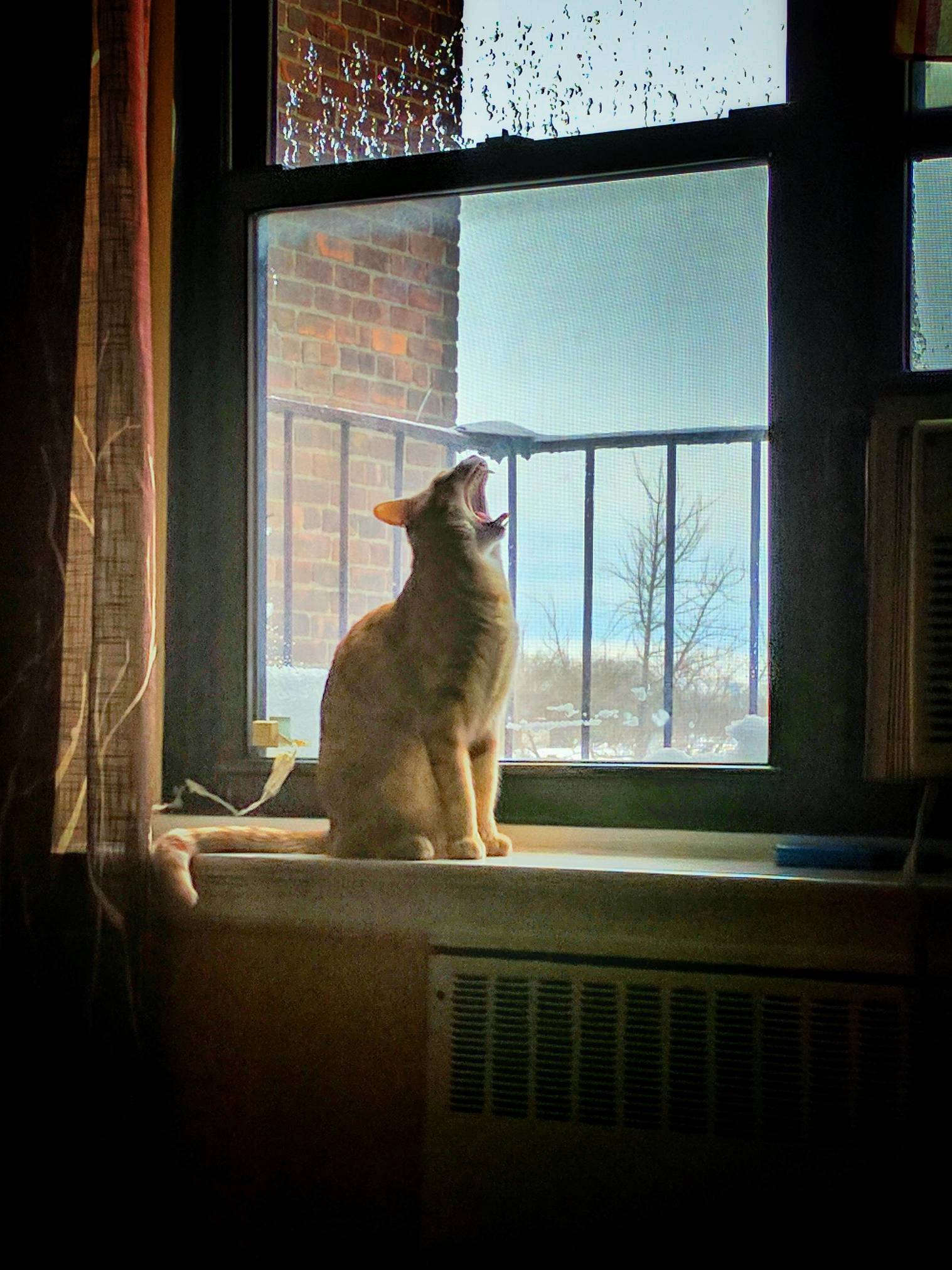 Best Picture I Have of Thunder Paws