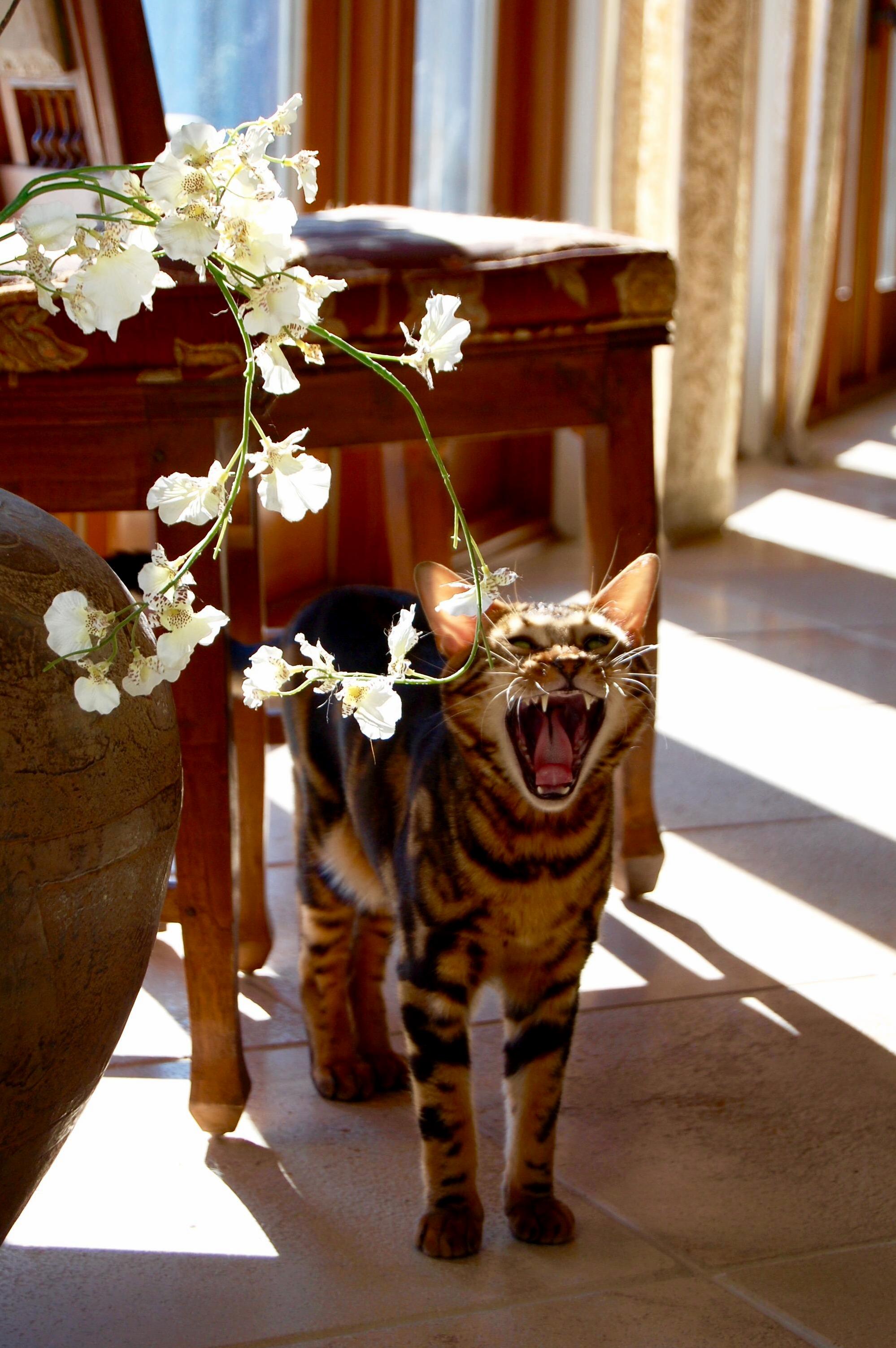 Big Yawn
