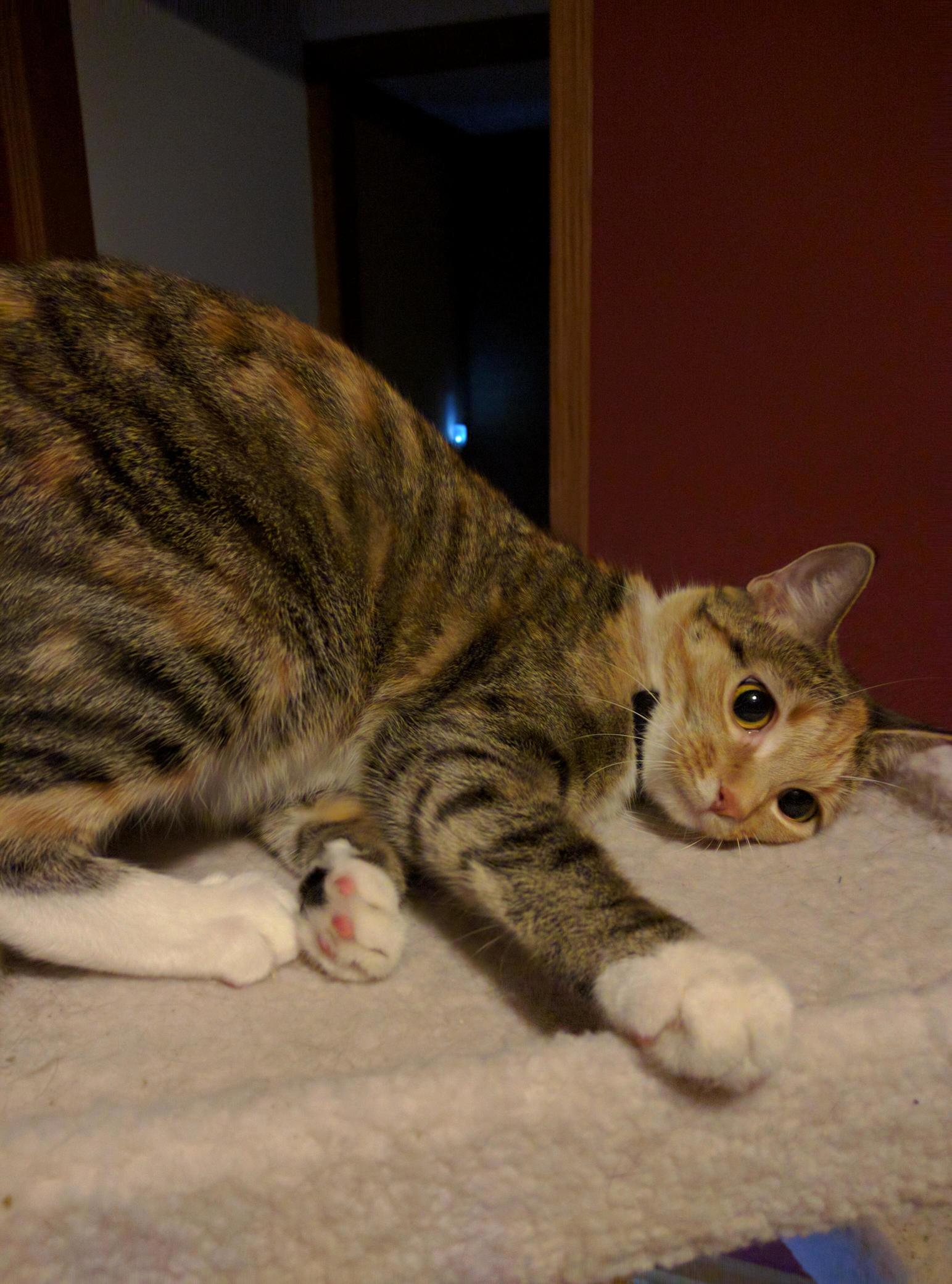 Brody Is Full of Catnip and Shes Ready to Rumble