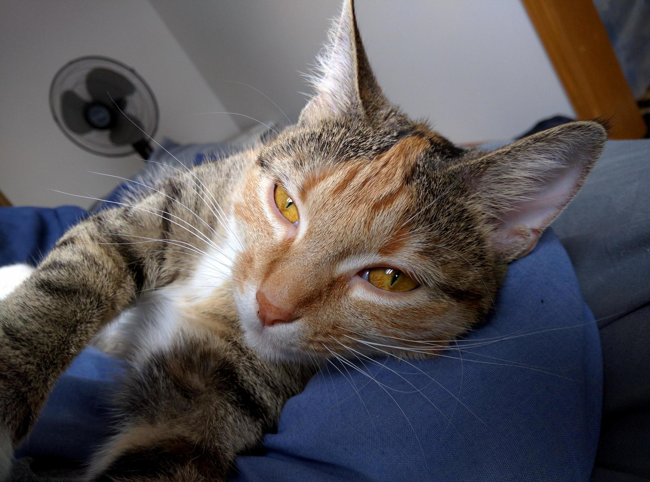 Brodys Taking Selfies Now