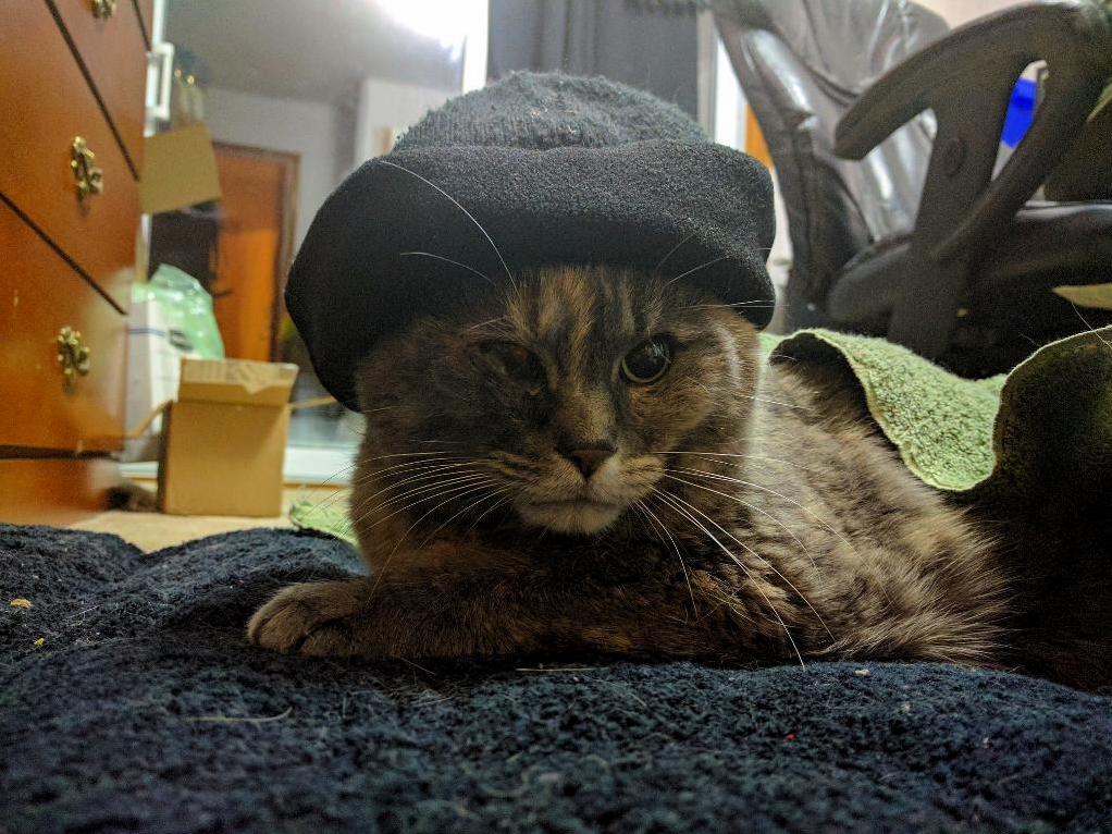 Canadian Kitty Thinks Its Too Cold