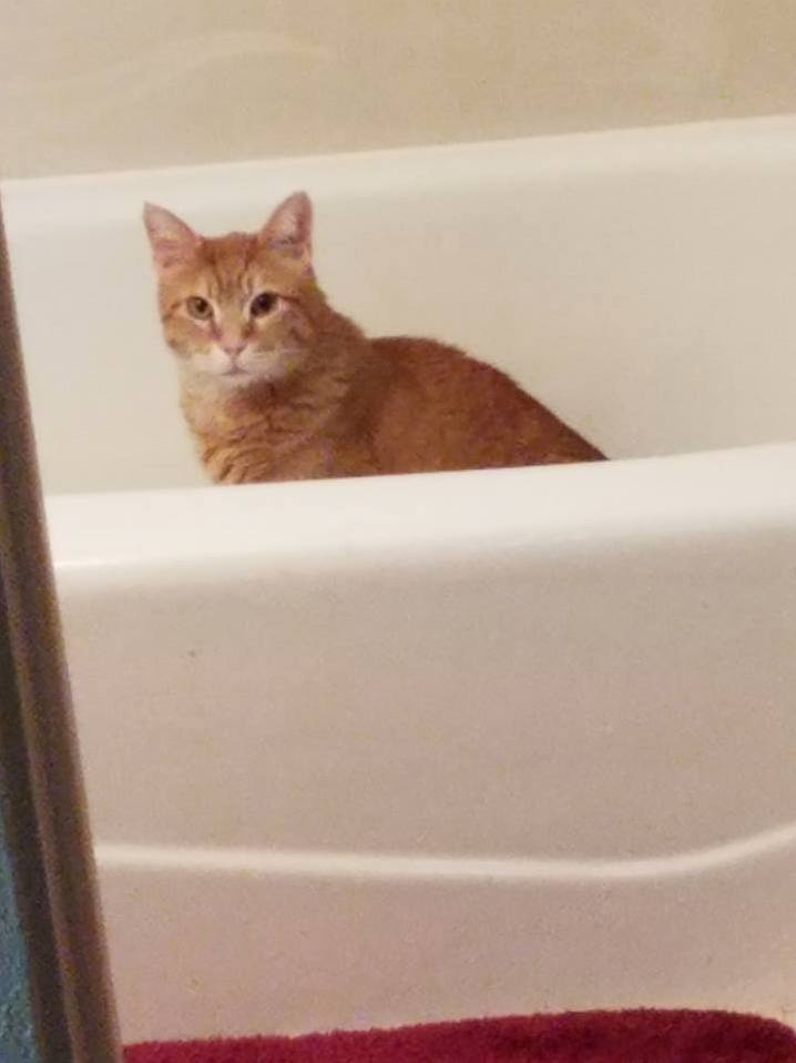 Cat in the Tub - Why Does He Do This