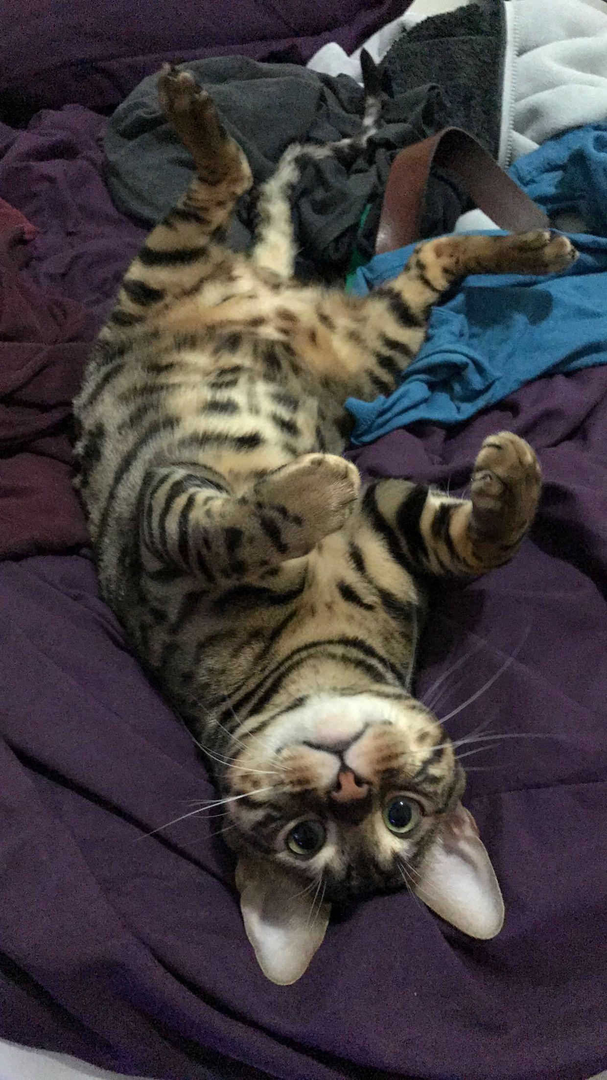Cat or Bunny