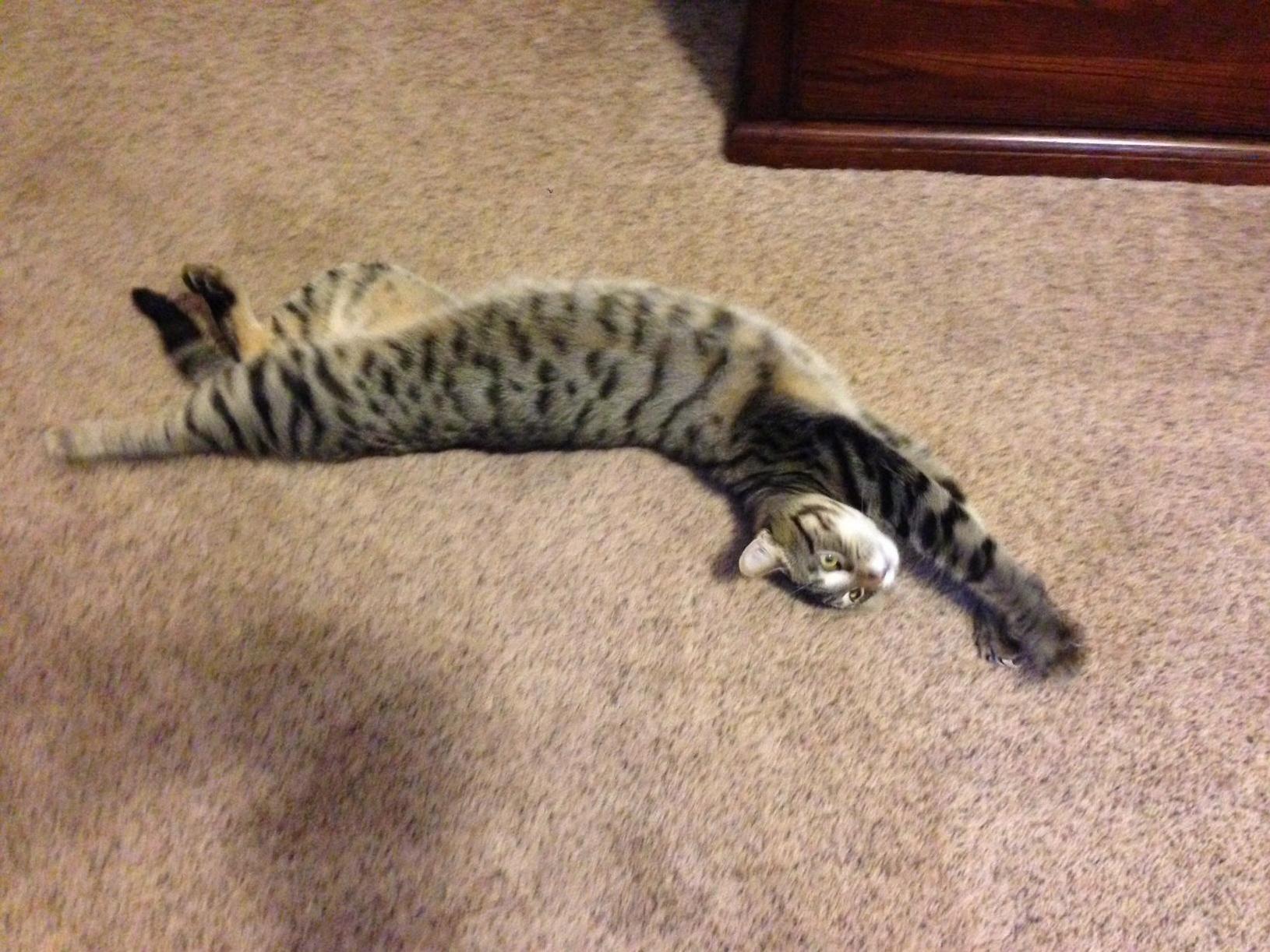 Cat Stretch.
