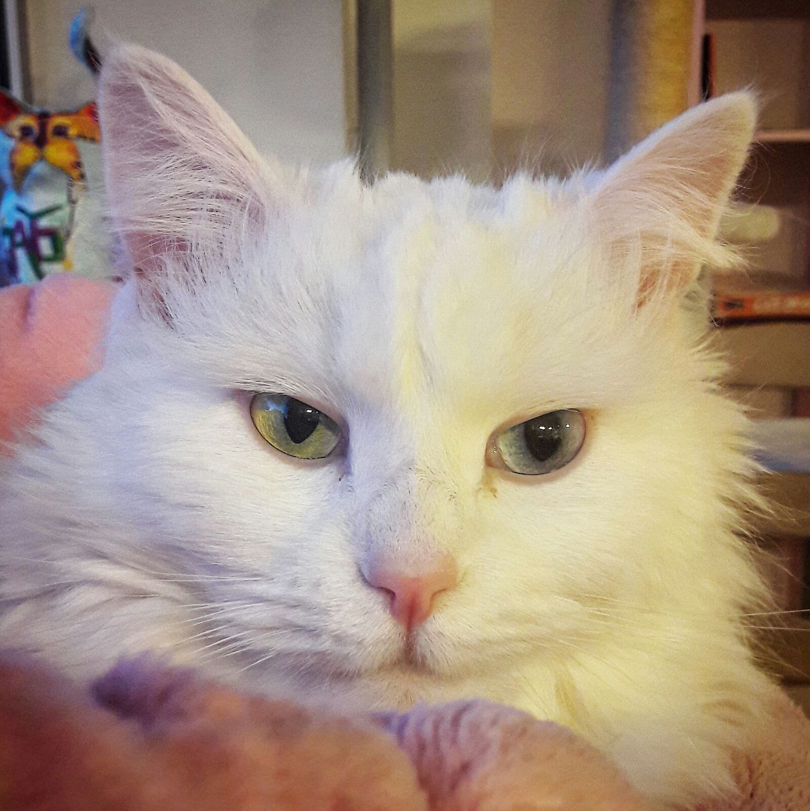 Cat with Heterochromia Iridium Green Blue
