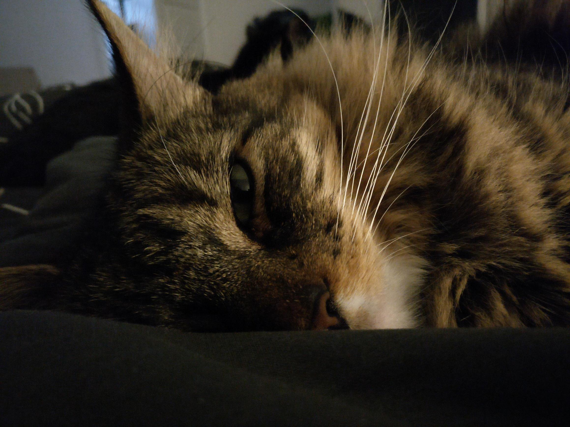 Caturday Dreaming