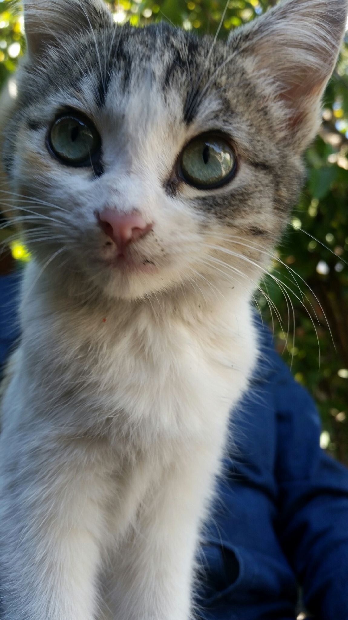Chuleta the Mexican Kitten