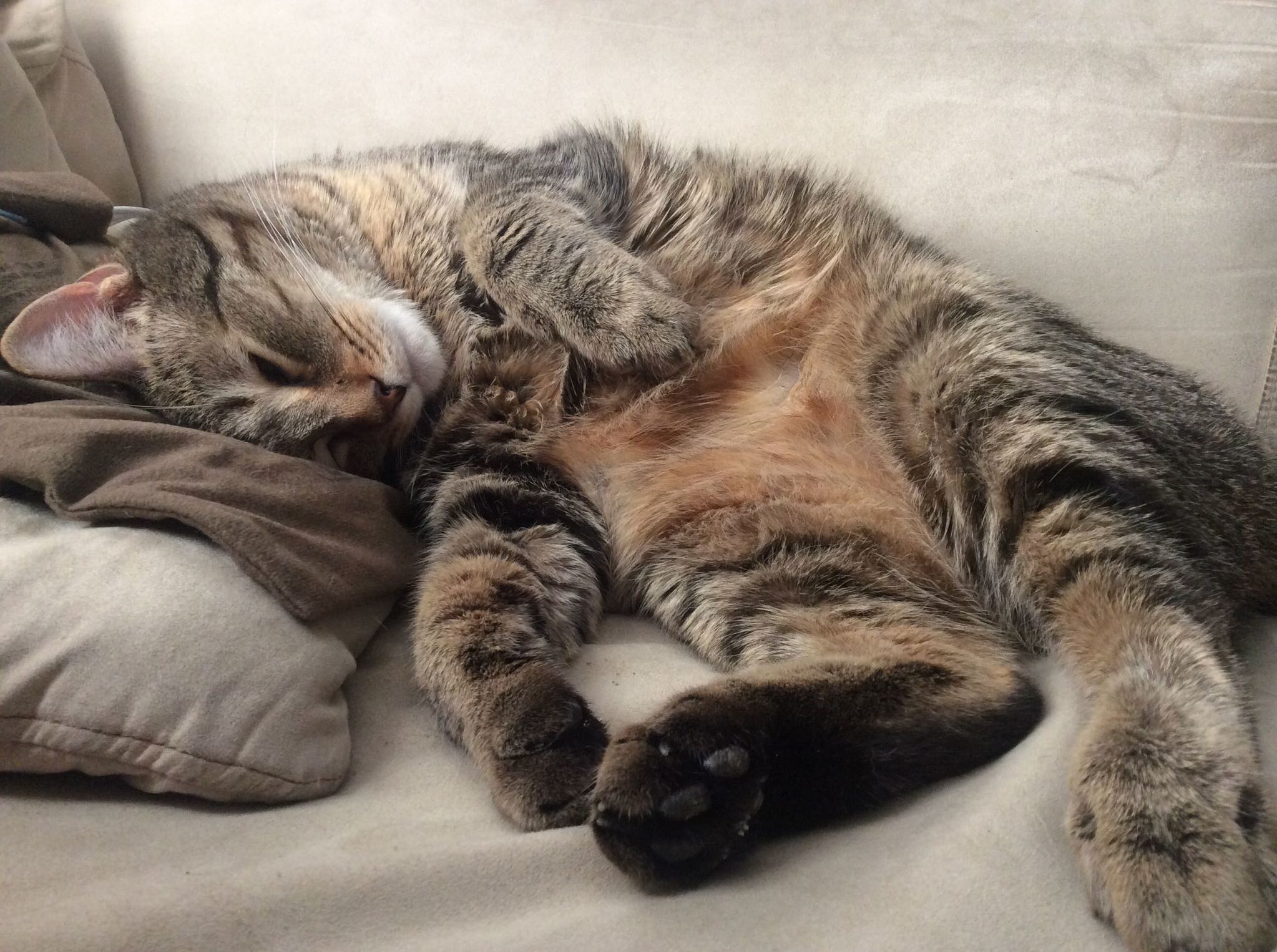 Cj Is the First Thing I See After We Pass Out Together for Our Afternoon Nap. He Stole My Heat Pad.