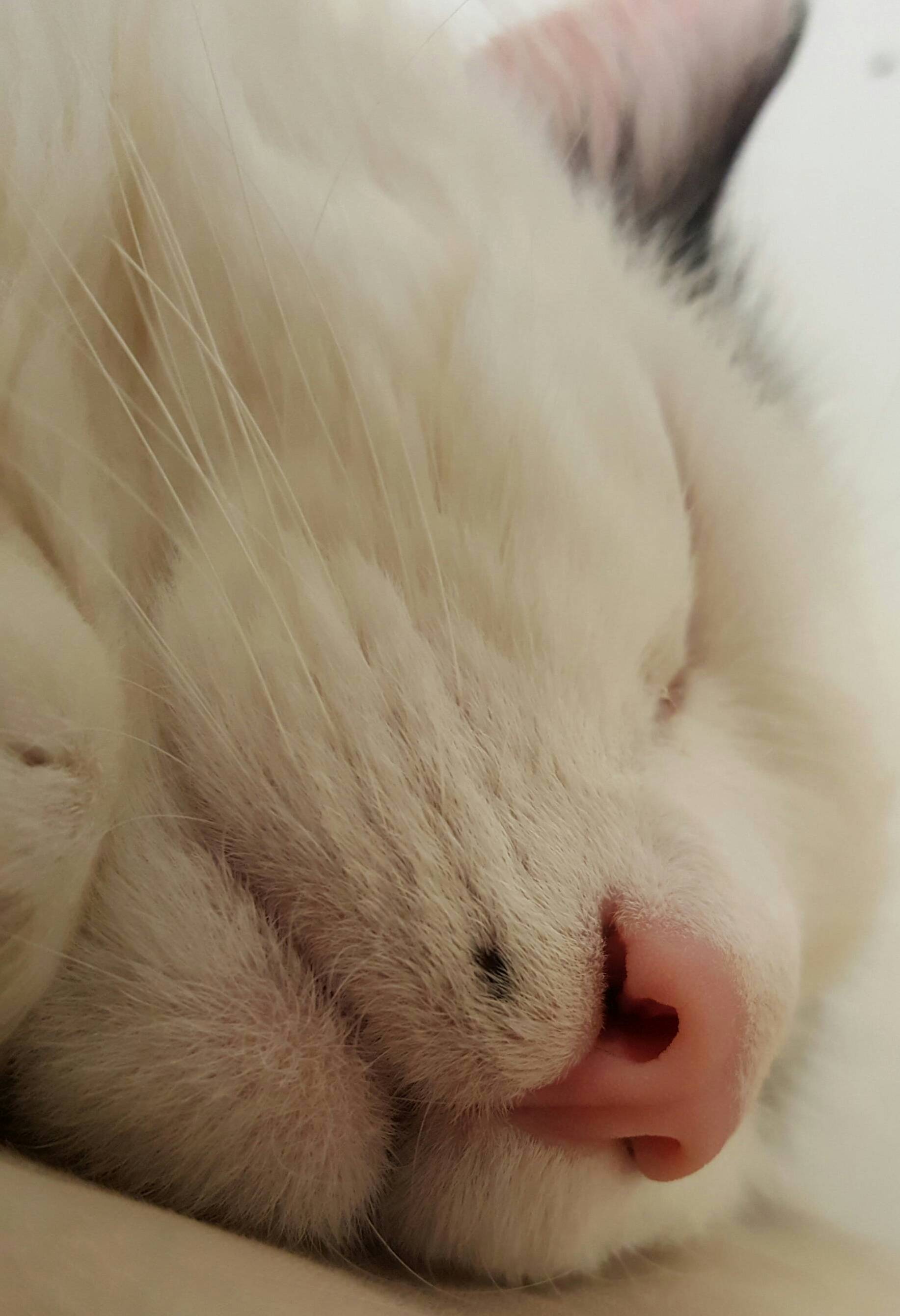 Close-up of My Cats Boopable Nose and Monroe Mole