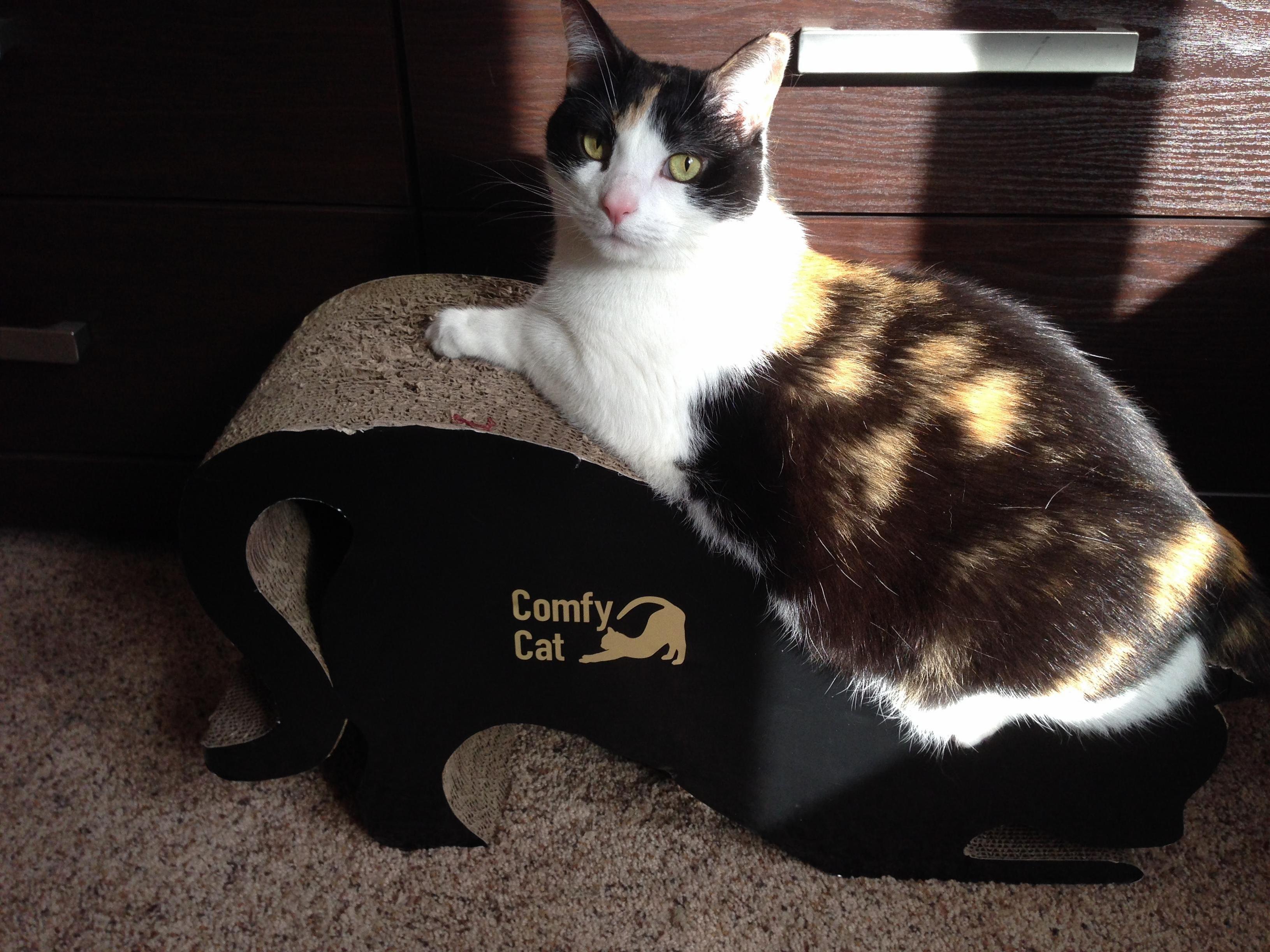 Comfy Cat .