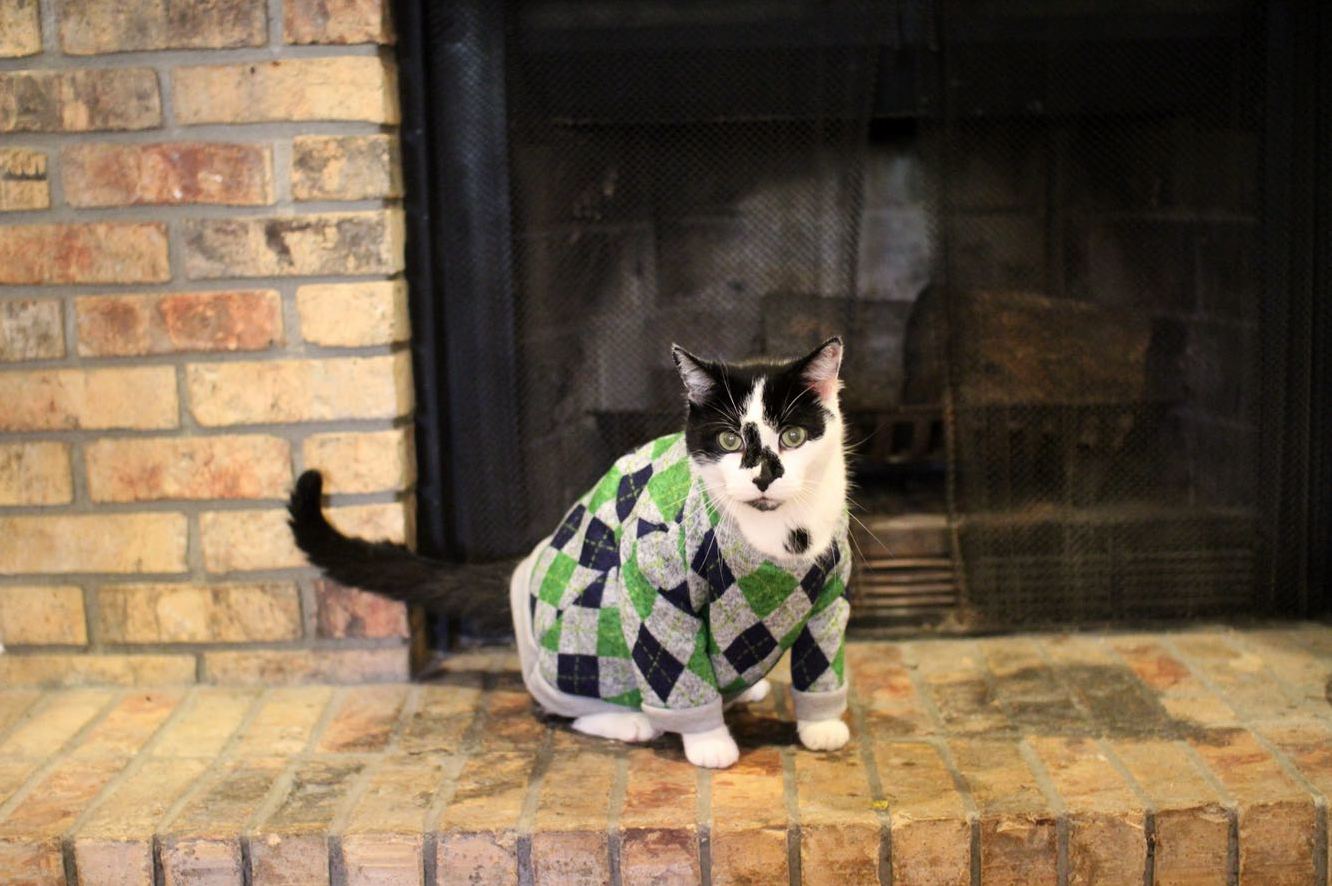 Cow the Cat Wearing a Sweater